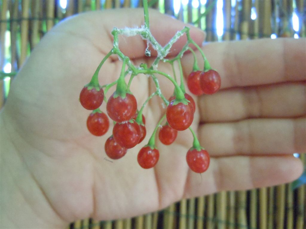 Solanum dulcamara